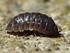 Az Armadillidium vulgare (Latreille, 1804) (Crustacea: Isopoda: Oniscidea) toxikus elemtartalmának vizsgálata urbanizációs grádiens mentén