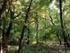 LY4 Tölgyes jellegű sziklaerdők és tetőerdők Mixed relic oak forests on rocky soils