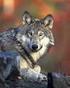 A Canis Lupus Egyesület alapszabálya. I. Az egyesület adatai