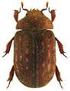 Ritka és természetvédelmi szempontból jelentős rovarok (Insecta) a Mátra és Tarnavidék területéről