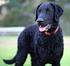 CURLY COATED RETRIEVER