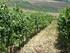 97/2009. (VII. 30.) FVM rendelet. a borszőlő termőhelyi kataszterének felvételezéséről, kiegészítéséről és módosításáról