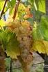 104/2004. (VI. 3.) FVM rendelet. a borkészítésre alkalmas szőlőfajták osztályba sorolásáról
