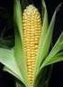 A vetésidő hatása a kukorica (Zea mays L.) termésére és a betakarításkori szemnedvesség-tartalom változására