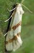 Fazekas Imre. Keywords: Lepidoptera, Pterophoridae, Emmelina argoteles, biology, distribution, Hungary.
