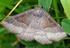 A fokozottan védett keleti lápibagoly (Arytrura musculus) jelölés-visszafogásos populációvizsgálata egy természetkárosítási ügy kapcsán