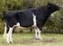 Holstein-fríz tehenek hosszú hasznos élettartamának módszerekkel