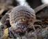 A budapesti szárazföldi ászkarákfauna (Isopoda: Oniscidea) kvalitatív osztályozása *