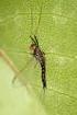 Data to the Hungarian mayfly (Ephemeroptera) fauna arising from collectings of larvae IV.
