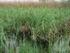 B5 Nem zsombékoló magassásrétek Non-tussock tall-sedge beds