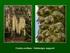 Corylaceae mogyorófélék családja