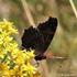 Die Fauna der Schmetterlinge von Gerla (Südost-Ungarn) (Lepidoptera: Macrolepidoptera)