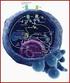 Necrosis oncosis apoptosis