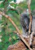 véznaujjú maki gyémánt szifakák tarka varik Mantadia Nemzeti Park Jardin d Essai Ivoloina Állatkert, Nosy Mangabe Speciális Rezervátum,