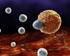 Fehérvérsejtek és az immunrendszer II. rész