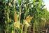 : Eurofertil Top 45 NPS