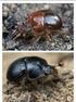 Contributions to the Scarabaeoidea fauna of Hungary (Coleoptera: Scarabaeoidea)