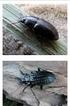 A Béda-Karapancsa Tájvédelmi Körzet futóbogarai és állasbogarai (Coleoptera: Carabidae, Rhysodidae)