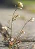 Arabidopsis thaliana, lúdfű, thale cress, Arabidopsis