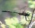 URBAN DRAGONFLIES: DATA ON THE ODONATA FAUNA OF THE DANUBE AT BUDAPEST