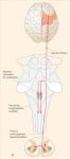 A felső és alsó végtagot mozgató motoneuronok dendritikus ingerületvezetési tulajdonságainak összehasonlítása békában ( Rana esculenta