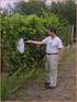 Az amerikai szőlőkabóca (Scaphoideus titanus) elterjedése és az ellene való védekezés lehetőségei