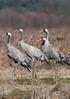 STAGING AND SUMMERING OF CRANES (GRUS GRUS) IN THE HORTOBÁGY IN Dr. Gábor Kovács. Introduction