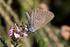 Myrmecophily of Maculinea butterflies in the Carpathian Basin (Lepidoptera: Lycaenidae)