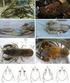 A felszíni vizekben elõforduló felemáslábú rákok (Crustacea: Amphipoda) rövid határozója és elõfordulásuk Magyarországon