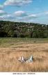 Mesic hay meadows, pastures and dry heaths