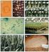 A dimorfizmus molekuláris és citológiai vizsgálata Schizosaccharomyces japonicusban