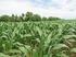 A vetésidő és tőszám hatása három kukorica hibrid kelés- és növekedés-dinamikájára