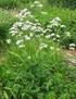 Macskagyökér (Valeriana officinalis)