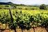 A szőlő- és borágazat támogatásának és szabályozásának aktuális kérdései