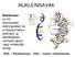 NUKLEINSAVAK. Nukleinsav: az élő szervezetek sejtmagvában és a citoplazmában található, az átöröklésben szerepet játszó, nagy molekulájú anyag