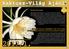 2017/1. Kaktusz-Világ Ajánló. Tisztelt Olvasónk! S -S Hajnalka és dr. S Ádám Az Epiphyllum (Selenicereus) chrysocardium virágzása