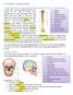 V. A csontváz System a sceleti